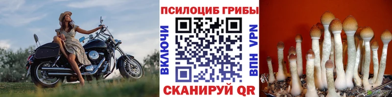 Купить  Шебекино  Галлюциногенные грибы Cubensis 